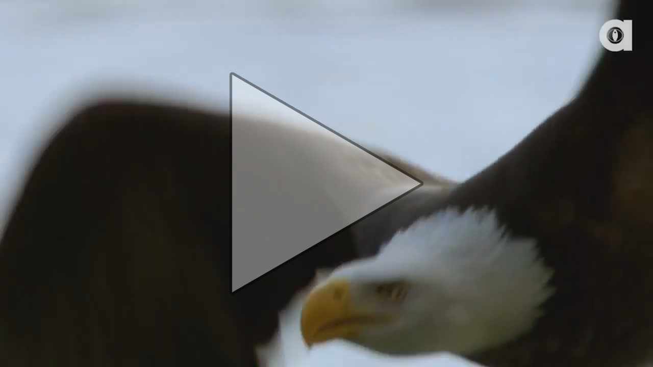 Animal Takedowns (Discovery)